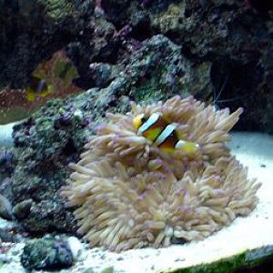 anemone fish