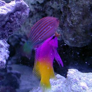 Royal Gramma & Sixline