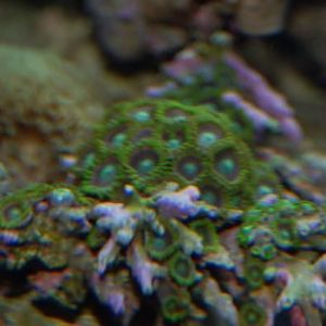 Zoos radioactive greens?