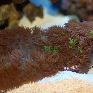 purple under brown shrooms