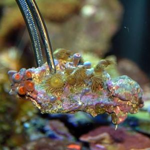 Yellow stars & red zoos