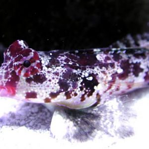 Red Scooter Dragonet