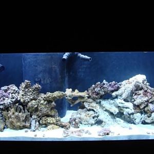 metal halide light only 175w 15k Iwasaki