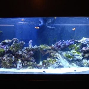 Tank has been running almost 3 weeks. Darn Green Hair Algae!!!!