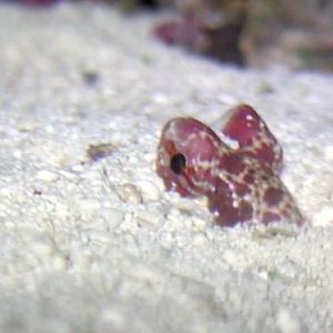Red Scooter Dragonet