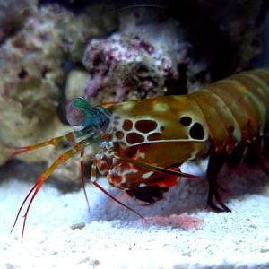 Female Peacock Mantis