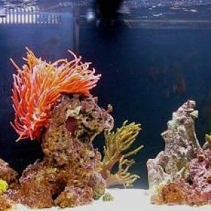 Full Tank on 04/14/2008 - It seems we're constantly rearranging this or that but mostly things are t