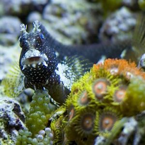 Stary Blenny