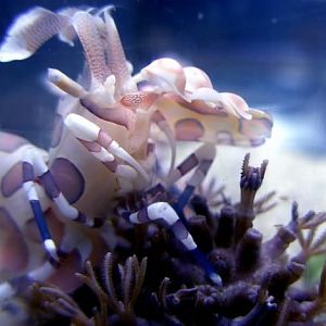Harlequin Shrimp
