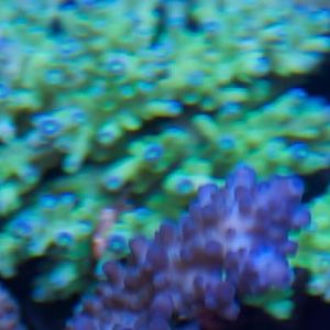 green with blue polyp deepwater