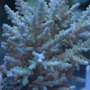 light green with blue tips acro