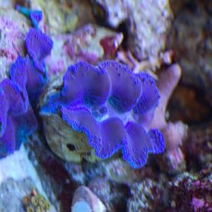 4" crocea on the right