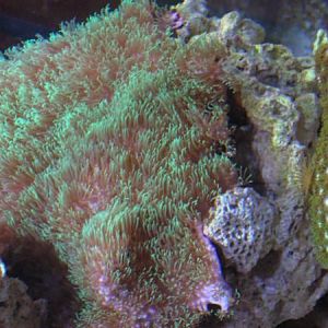 Star Polyps