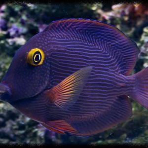 Yellow Eye Tang