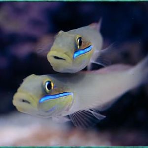 GoldHeadGoby