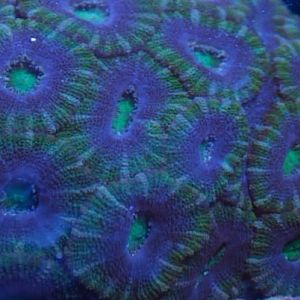 purple n green aussie acans