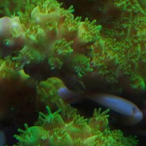 humilis with acro crab2