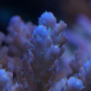 pink blue tipped acro fs