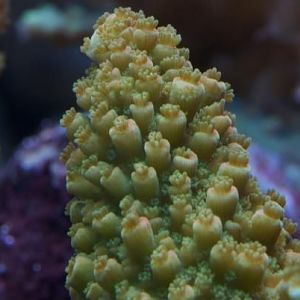 red tipped abrontanoides