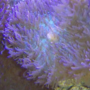 fuzzy shrooms, green with purple fuzzies