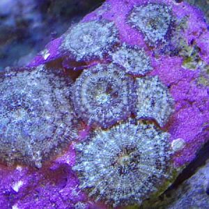 purple with metalic green