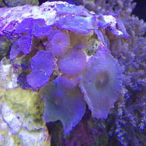 blue/purple (burple) shroom