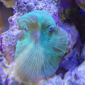 "Watermellon" shroom? Electric green striped shroom