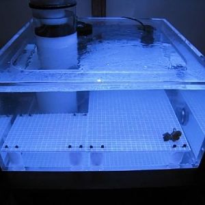 The first aquarium is filled and an eggcrate stand is made to hold up the corals. The protein skimme