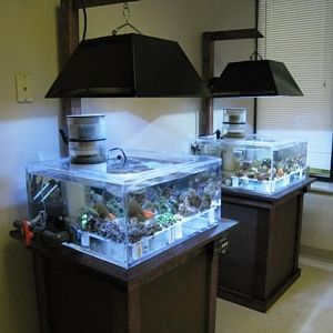 An updated shot of the two aquariums.