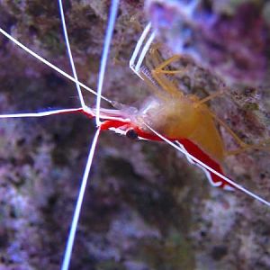 Hi, my name is Fingers.