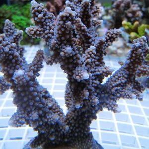 Blue Polyp Staghorn