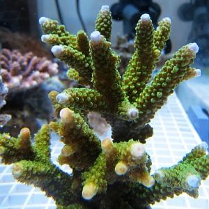 Red and Blue Tip Acropora