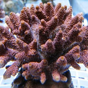 Rose Millepora