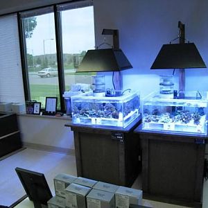 Had to move the coral tanks to make room for the fish tanks.