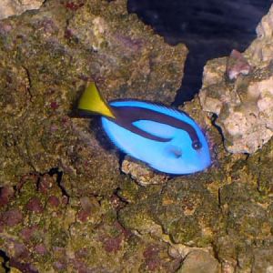 whinny my birthday present