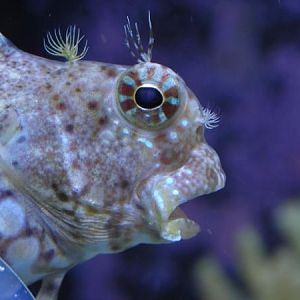 blenny