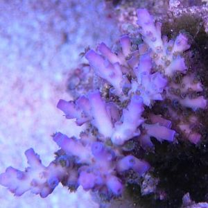 BlueTipTenuis 2008-06-15