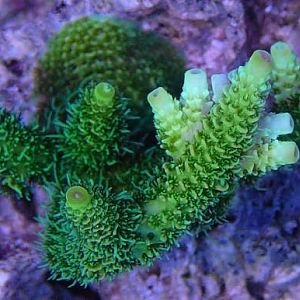 Green Mili 2008-06-15