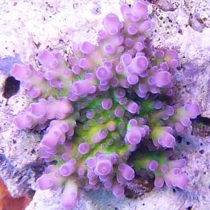 RainbowTort 2008-06-15