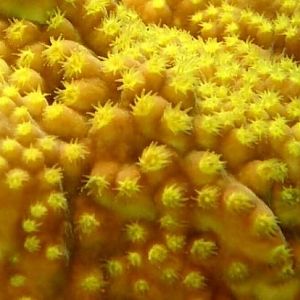 DCP 1915.jpg t=1210859644