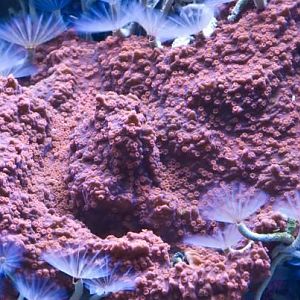 Red Monti & Feather Dusters   HD