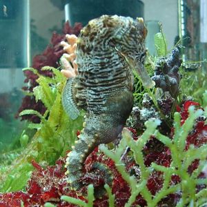 seahorse pic