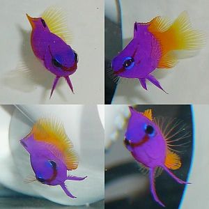 Our quarantined Royal Gramma 'Slinky' that we adopted on 06-16-2008.