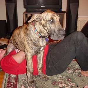 Previous dog Bexley, ate our house.