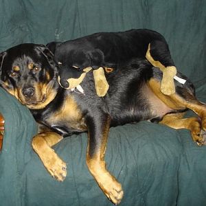 Current fluffy dog Vern