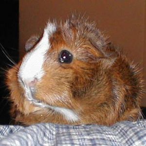 One of our piggy pals from a few years ago