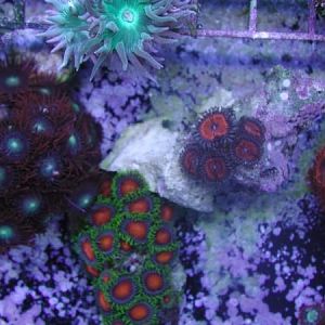 Dragon Eyes
Goochsters
Ring of Fire Morph