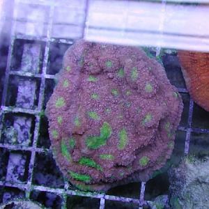 Alien Eye Watermelon