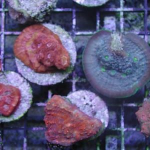 Patula Punch
JNS Alien Eye
Hells Kitchen 
UFO