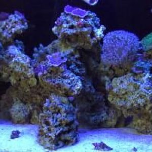 Full Tank Actinic 7 30 08